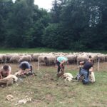 Dag van het schaap arrangement vrijdag 5 juni 2026, nog 2 kamers