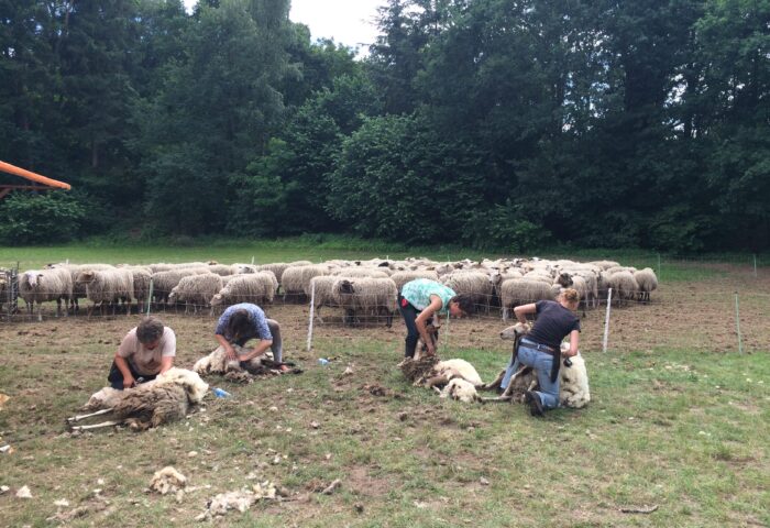 Dag van het schaap arrangement vrijdag 5 juni 2026