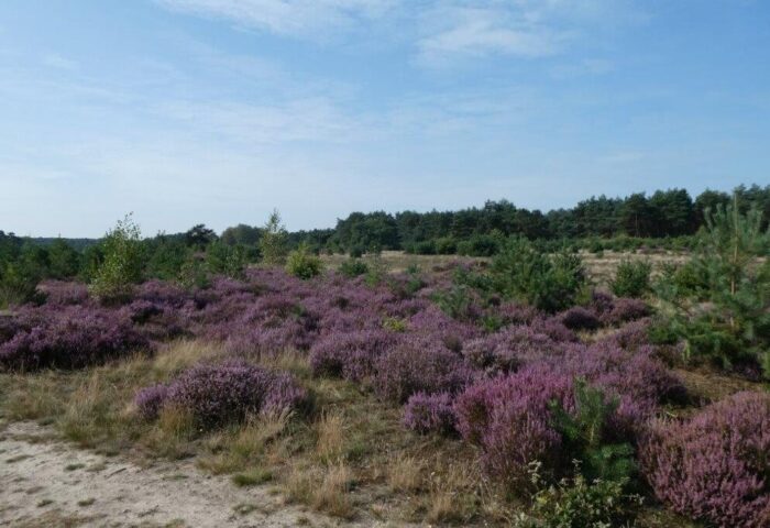 Heide midweek of weekarrangement vanaf 17 augustus 2026